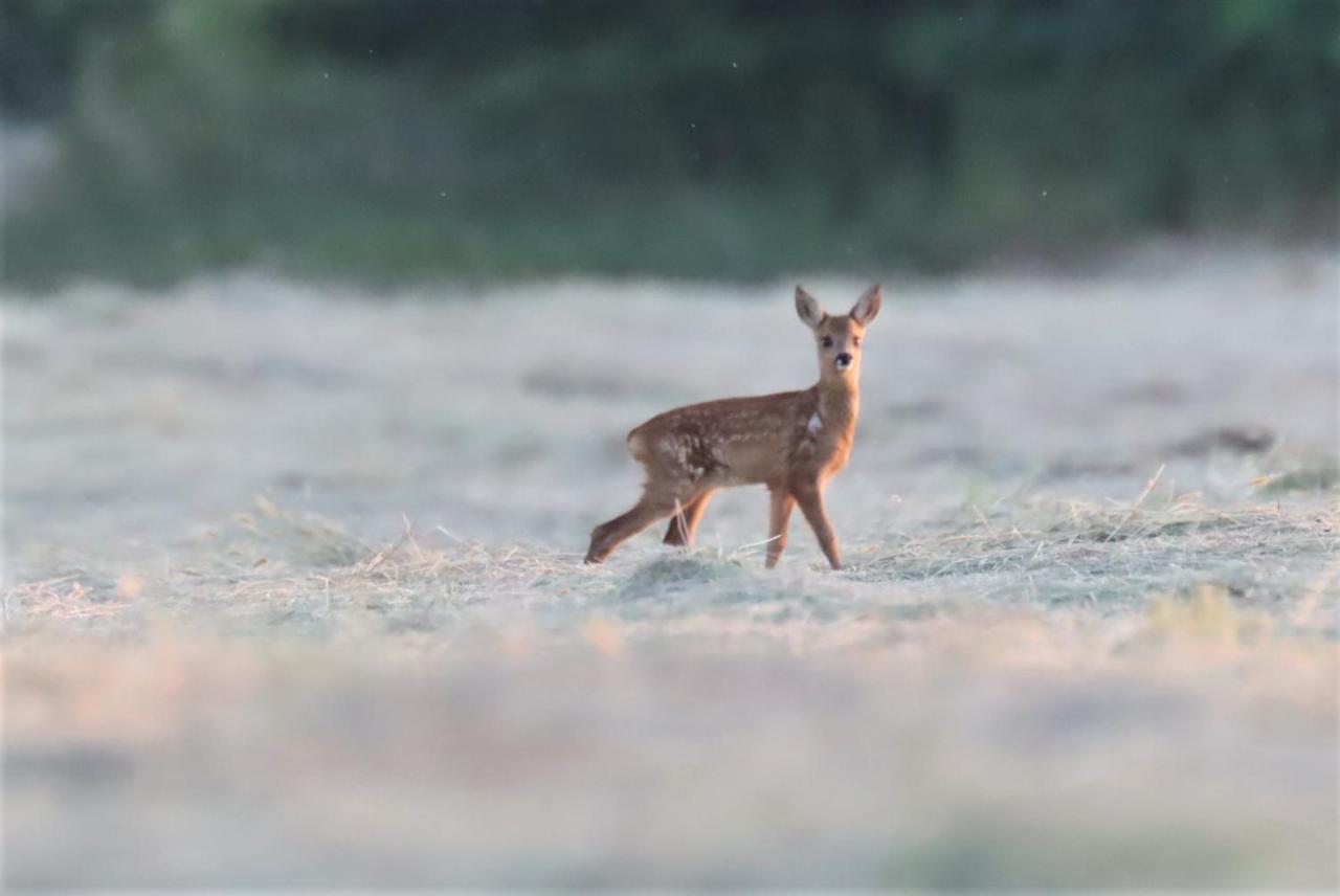 Appartamento O Bout D'La Motte Voillecomte Esterno foto